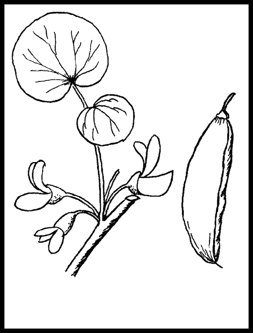 California Western Redbud (2003, from The Outdoor World of the Sacramento Region)