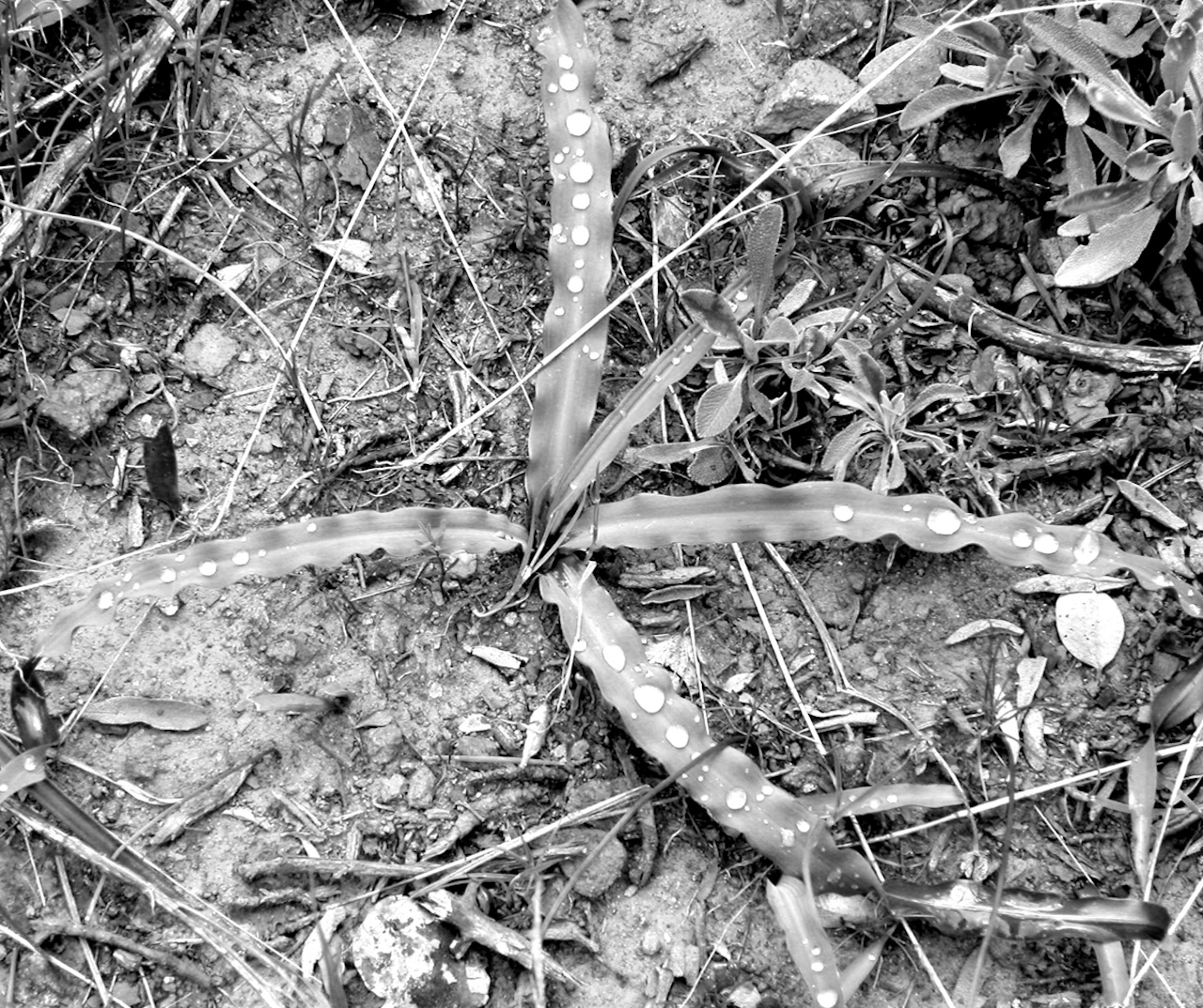 Soaproot plant (2003, by the creators)