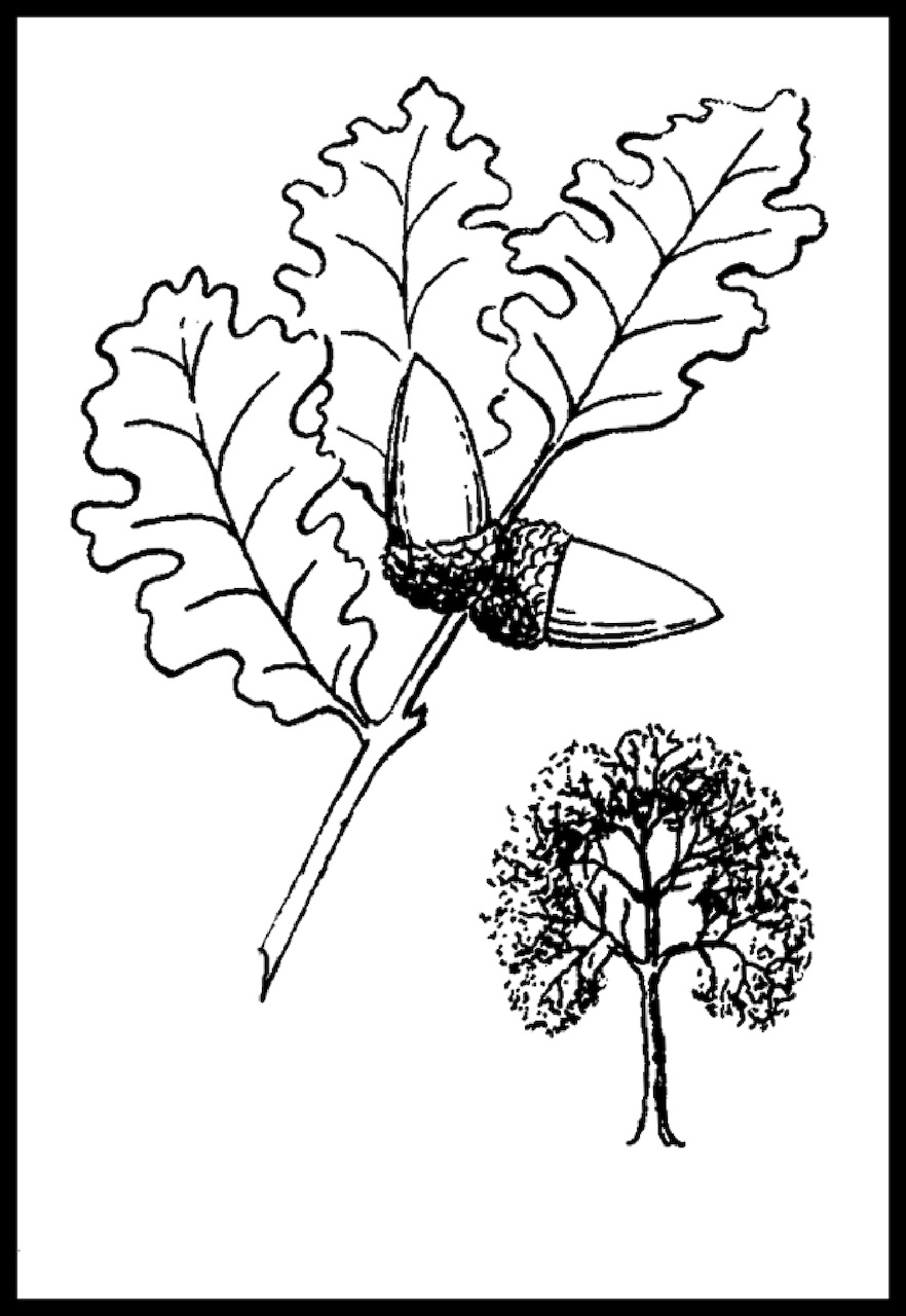 Valley Oak (2003, from The Outdoor World of the Sacramento Region)