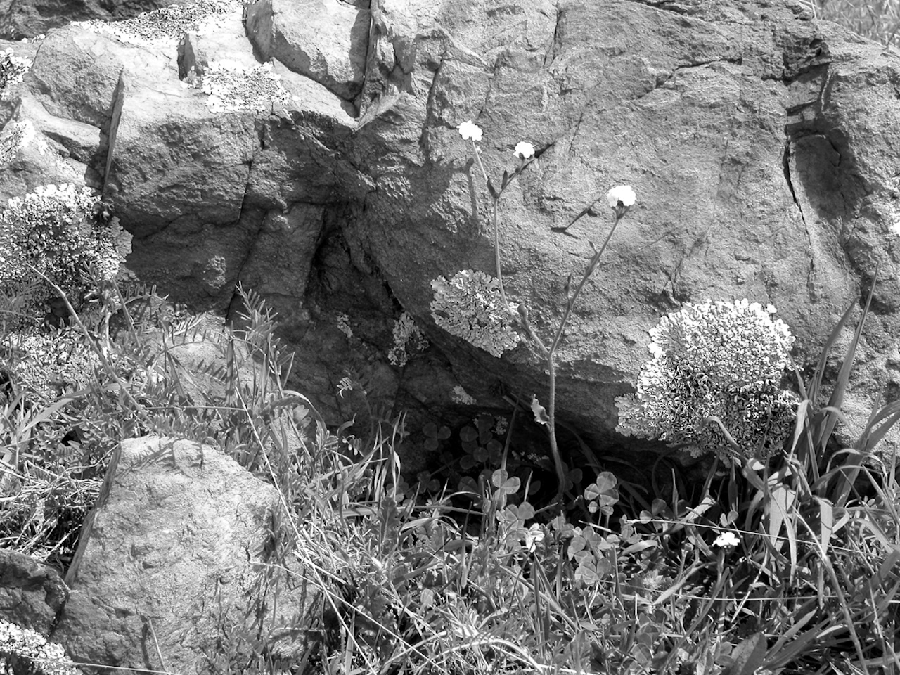 Serpentine rock with lichens (2003, by the creators)