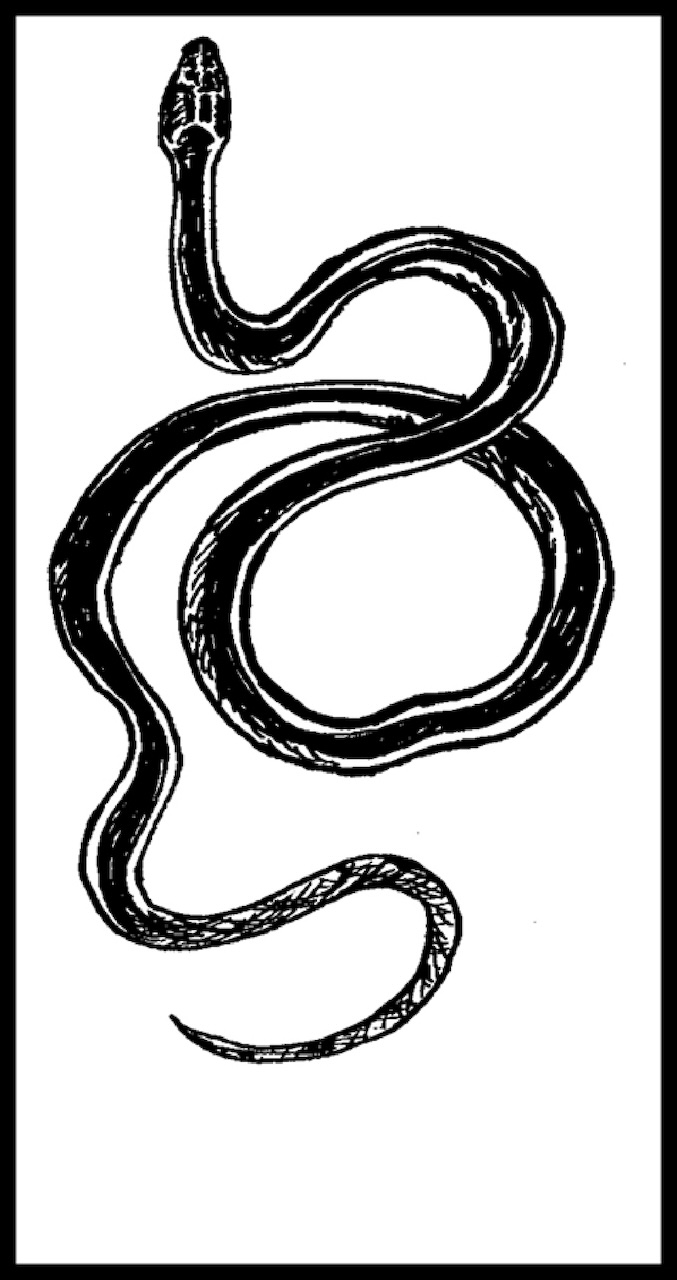 California Striped Whipsnake (2003, by the creators)